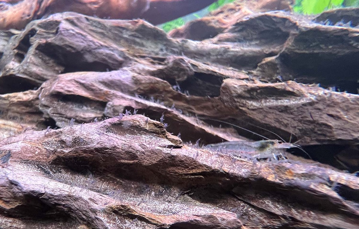 Where did Noah keep the shrimp? / ¿Dónde guardaba Noé los camarones?